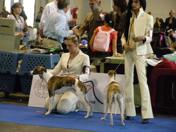 Absolute Style de Casa Braty EUROPENE 2008 - WHIPPET de CASA BRATY