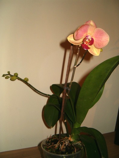 phalenopsis 006 - Orhidee
