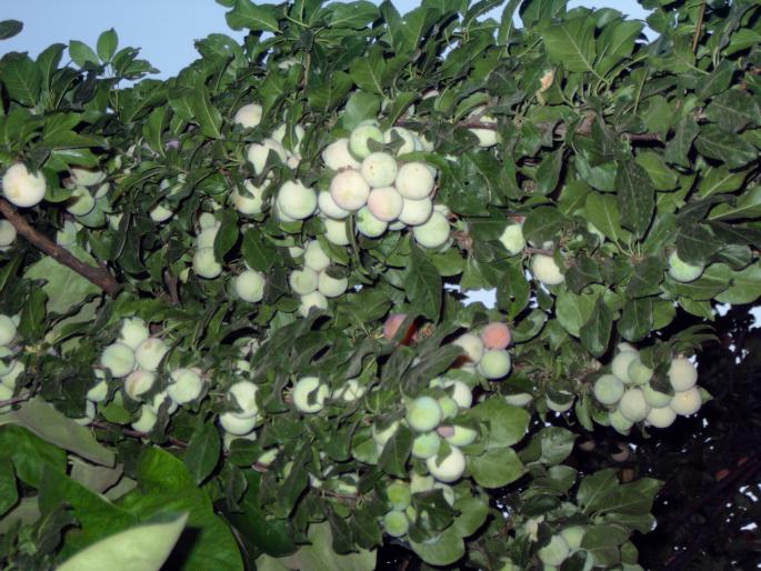 tot corcodus - Pomi fructiferi fructe si arbusti