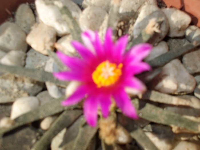 DSCF0729 - cactusii mei