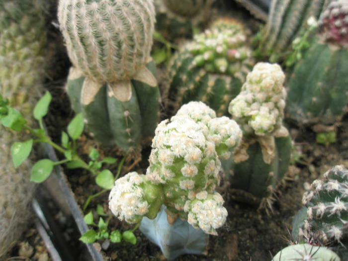 P6010115 - plantele lui George Nitu