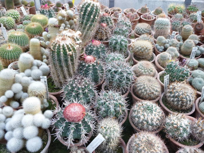 P1010247 - Intalniri cu colectionari de cactusi