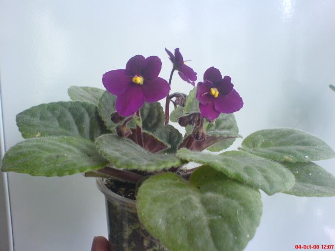 vio grena - violete 2009