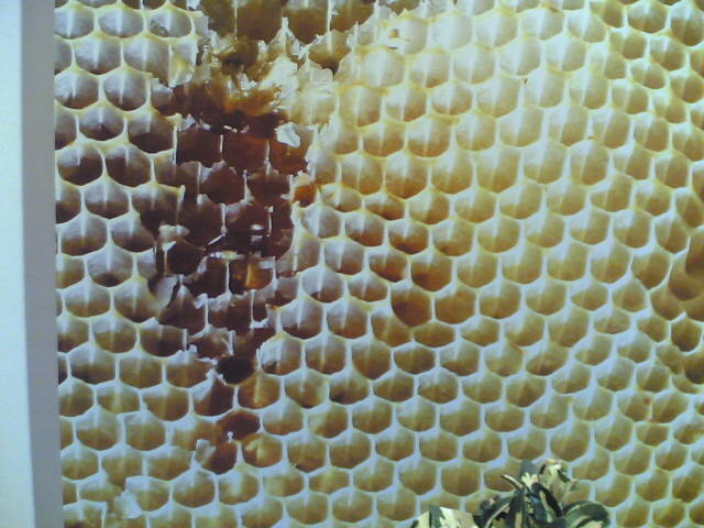 01012006(020) - apicultura