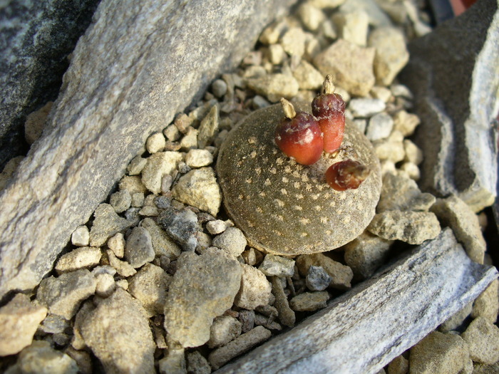 blossfeldia_liliputana - genul Blossfeldia