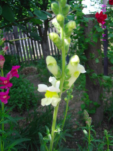 Gura leului galbena - Flori de gradina 2009