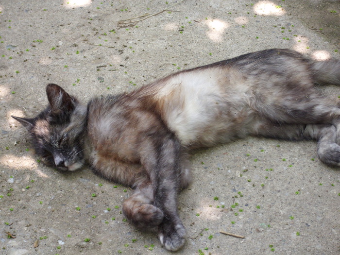 DSCI0752 - pisici si catelusa Boggy