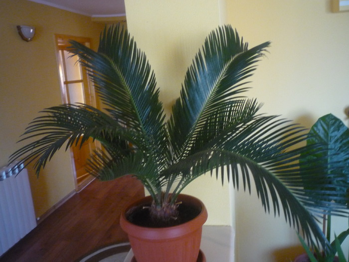 cycas - dragele mele flori 2009