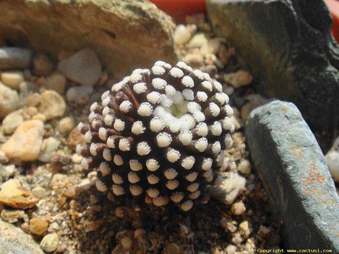 mammillaria_luethyi