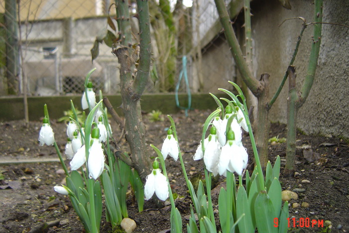 ghiocei - florile mele in 2009