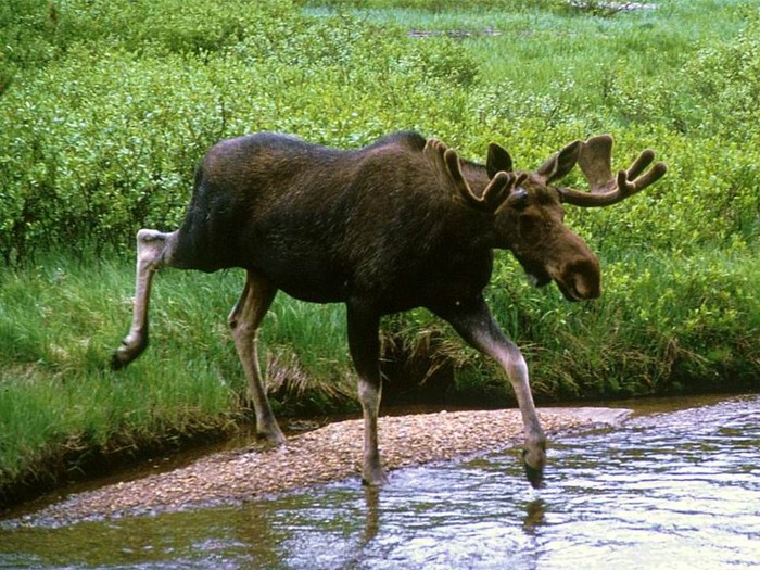 webshots1015 - Animale