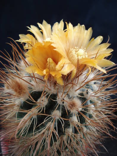 DSC06604 - Cactusi