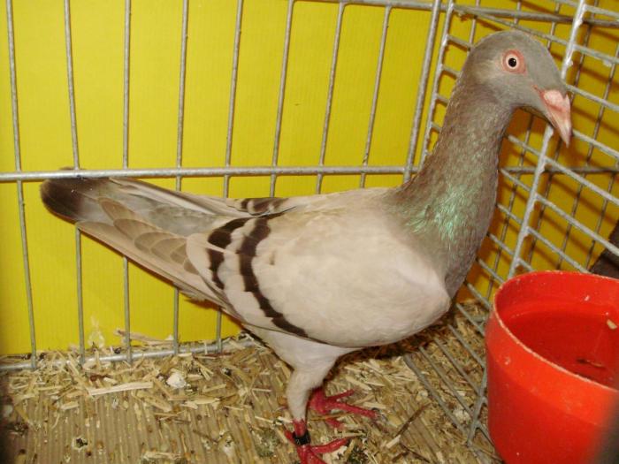 14316 deutsche langschnablige tbl brown 0 14316 deutsche langschnablige tbl brown 0