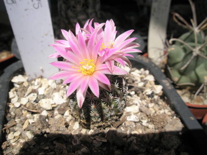 Turbinicarpus lausserii - 10.06 - Turbinicarpus