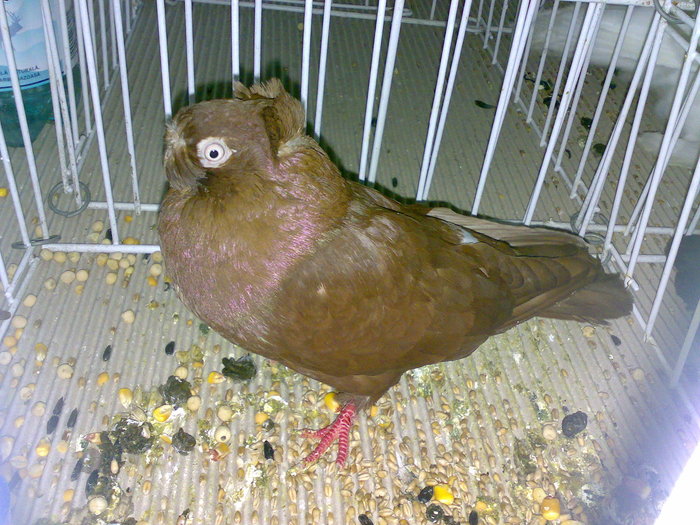 ardeal bim 21 - 1509 rom juc 1