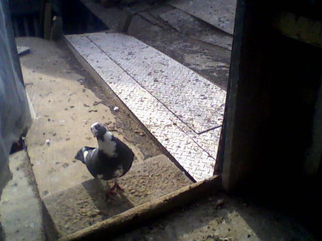 Fotografii-0067 - Porumbeii mei calatori