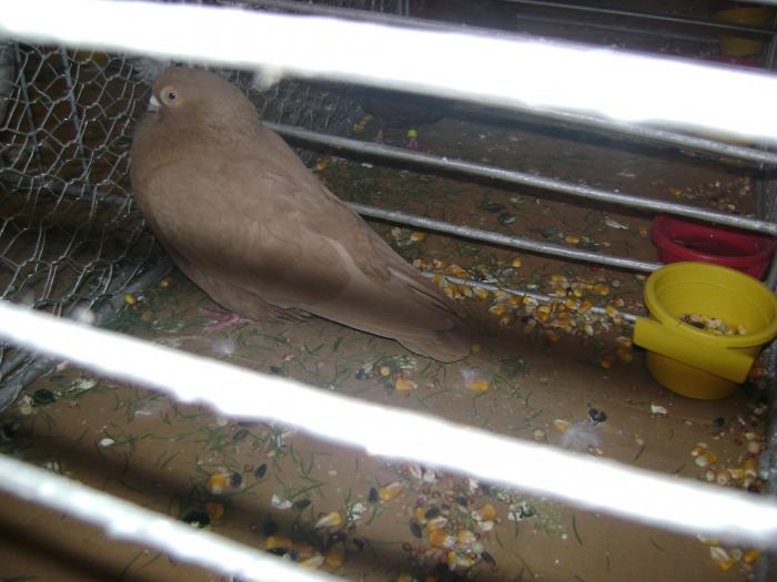 DSC05445 - expozitia tarnaveni 2009