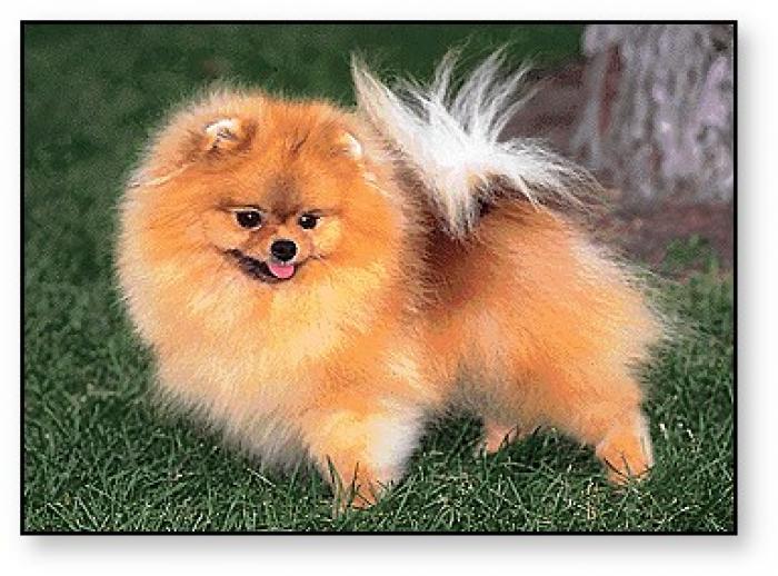 pomeranian