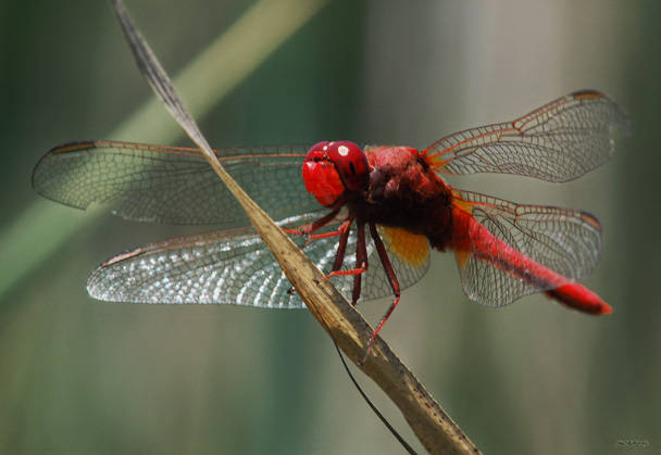 libellule-rouge_3994[1] - insecte