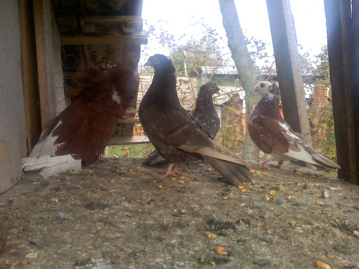 3 bimotati si gulerata