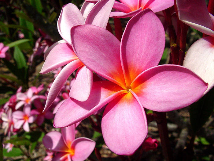 hawaian planeria pink q1