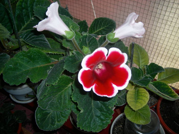 Gloxinia rosu paspolat