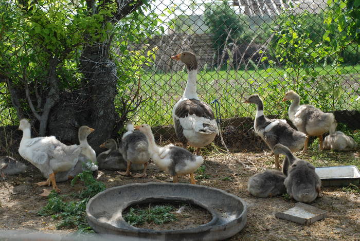  - ANIMALUTE