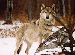 wolf - animale