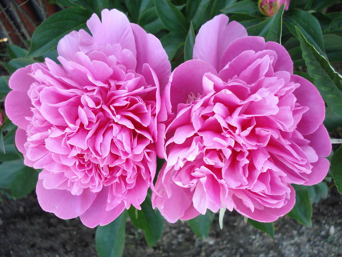 Peonies. Bujori (2009, May 15)