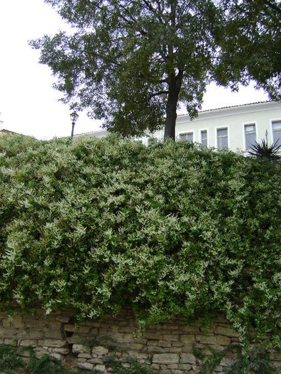 DSC06878; ..SI UN GARD VIU..INCA VIU
