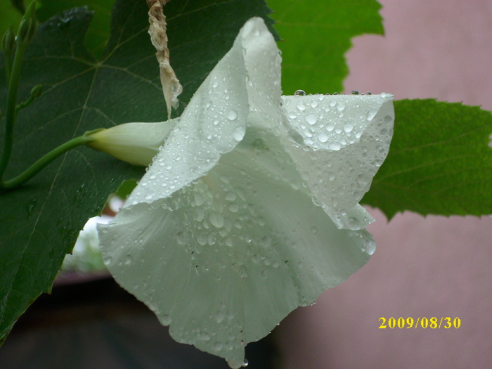 DSCI0559 - ipomoea-zorele