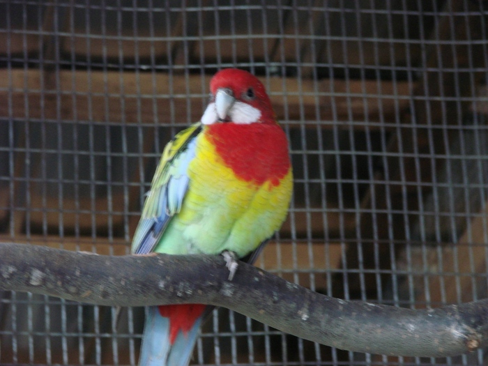 DSC08405 - Rosella