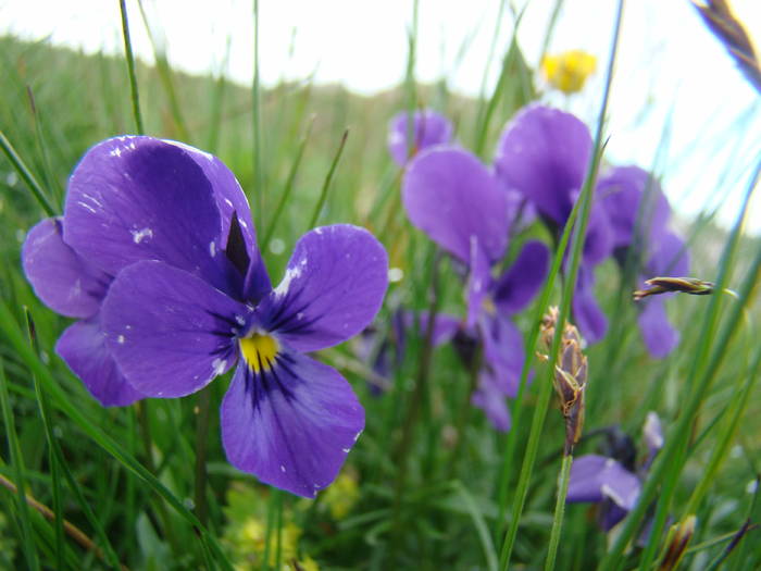 DSC03812 - Concediu 2009