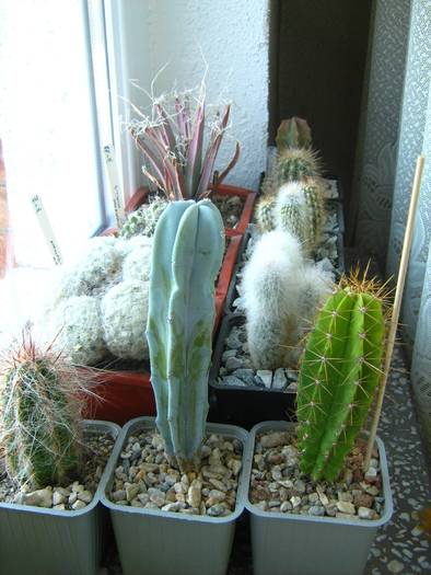 IMG_4488 - Cactusi 1 martie 2009