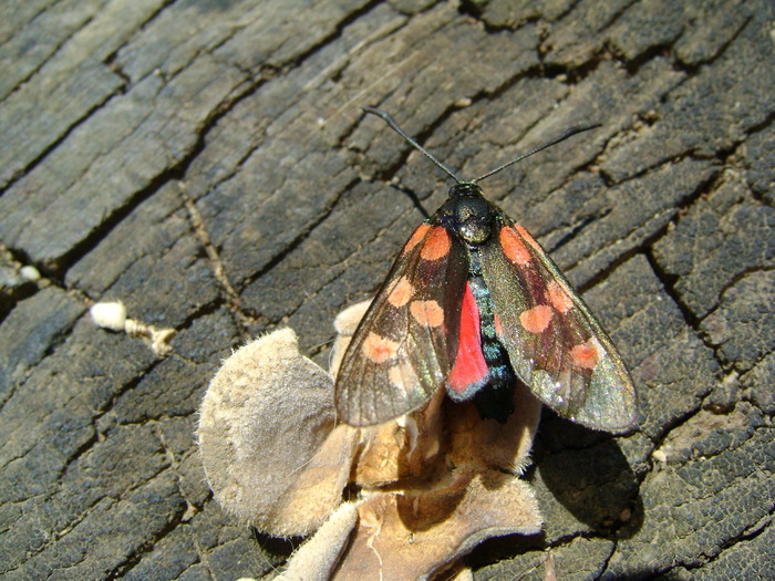 DSC01874 - fluturi si alte  insecte