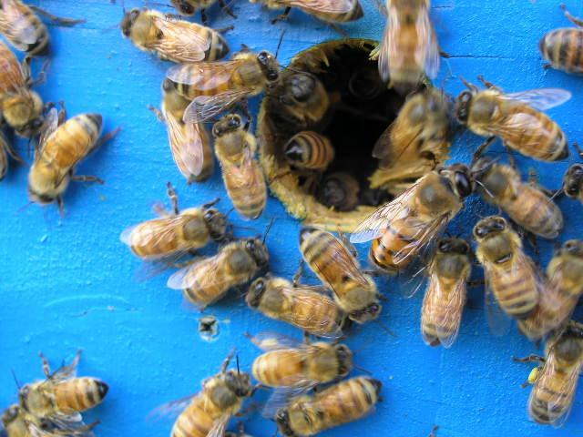 709 - Albine si pentru albine