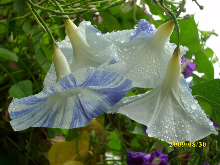 DSCI0585 - ipomoea-zorele