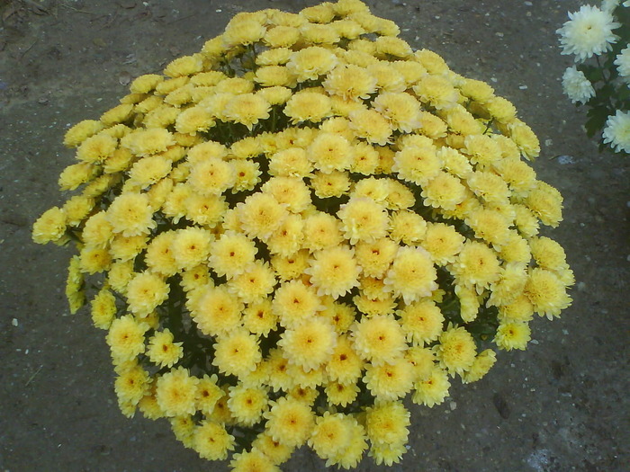 25 - Crizanteme  butasi  DE VANZARE iulie2012