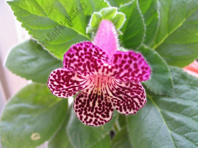 Kohleria Pendulina 2
