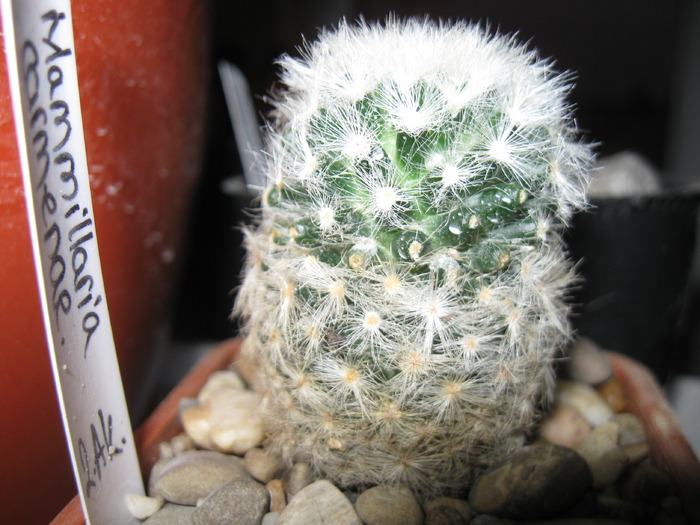 Mammillaria carmenae