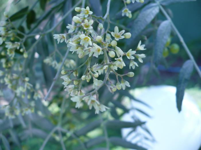 Flori de Pepper Tree