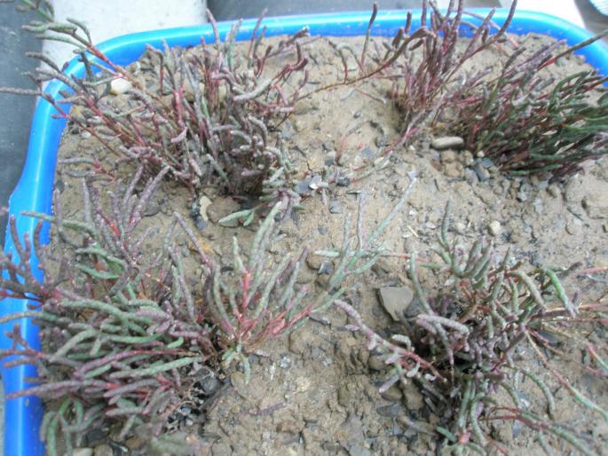 Salicornea herbacea - DIVERSE
