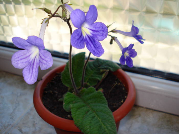 Margaret - STREPTOCARPUS 2009-2010