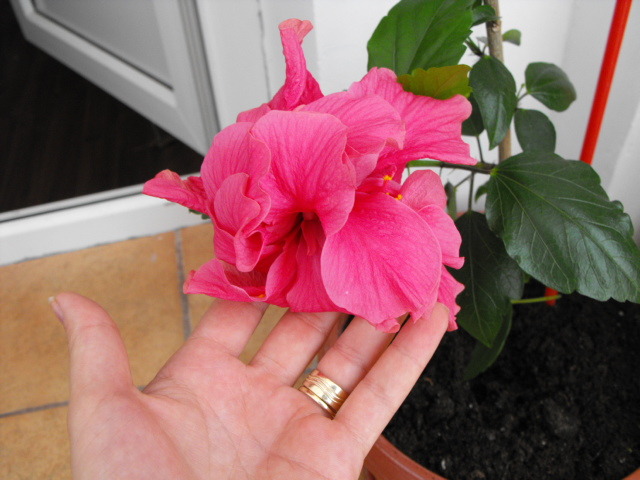 hibi roz 1 - flori de apartament