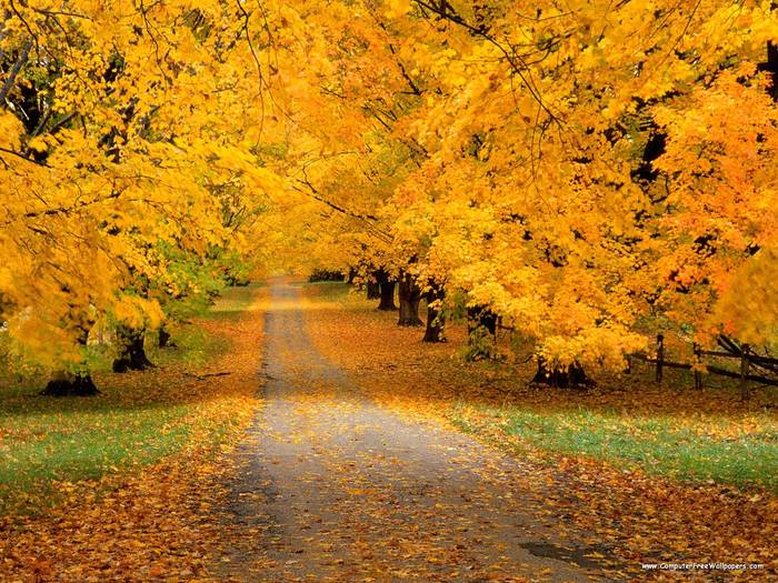 Autumn Covered Road - Very Beautiful Nature Scenes