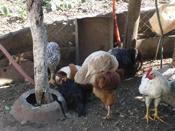 53 - Rate-Gaini-Gaste