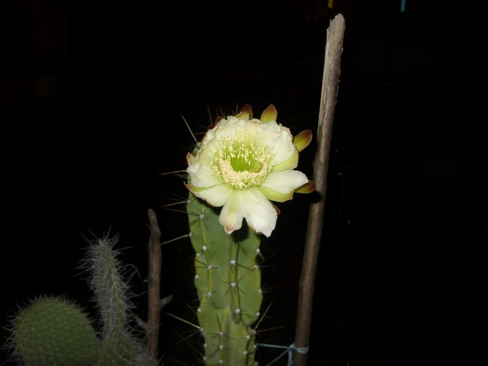 ora-22:00 - Cereus forbesii