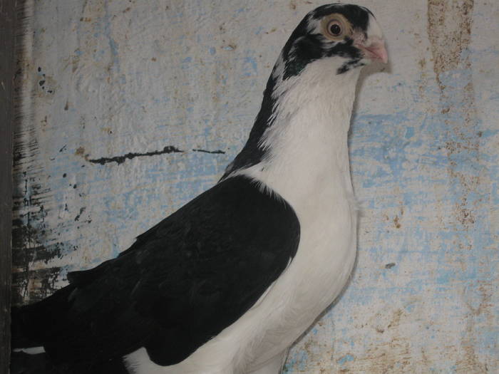 falcoasa fica albu - porumbei pe care nu ii mai detin