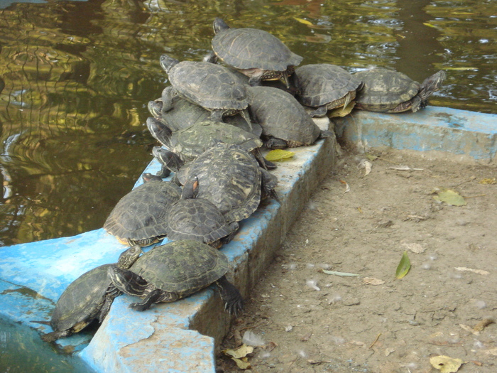 trupa de broscani cu cascheta... - zoo targoviste