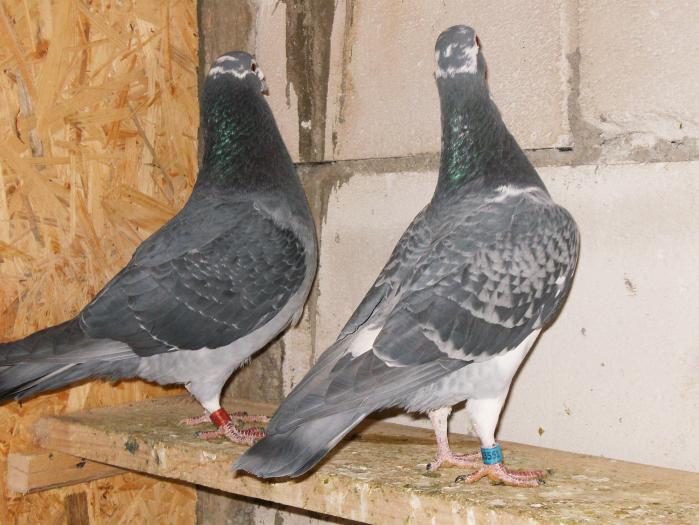 HPIM2225 - porumbei 2009